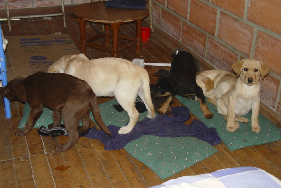 Veterinario colombiano convertía perros cachorros en “mulas”