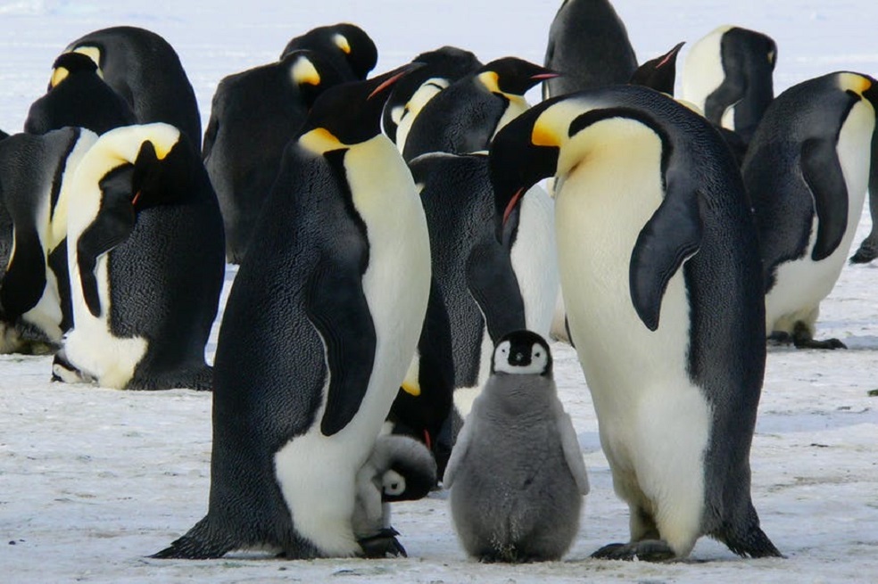 Los pingüinos transportan contaminantes por el impacto humano