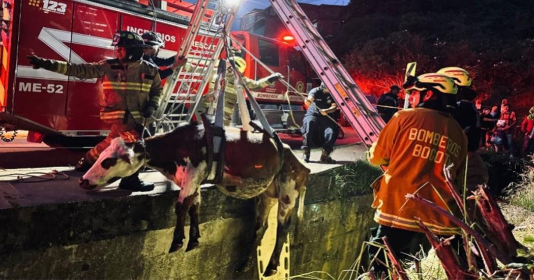 Bomberos de Bogotá rescataron a María, vaca que cayó en canal de aguas residuales