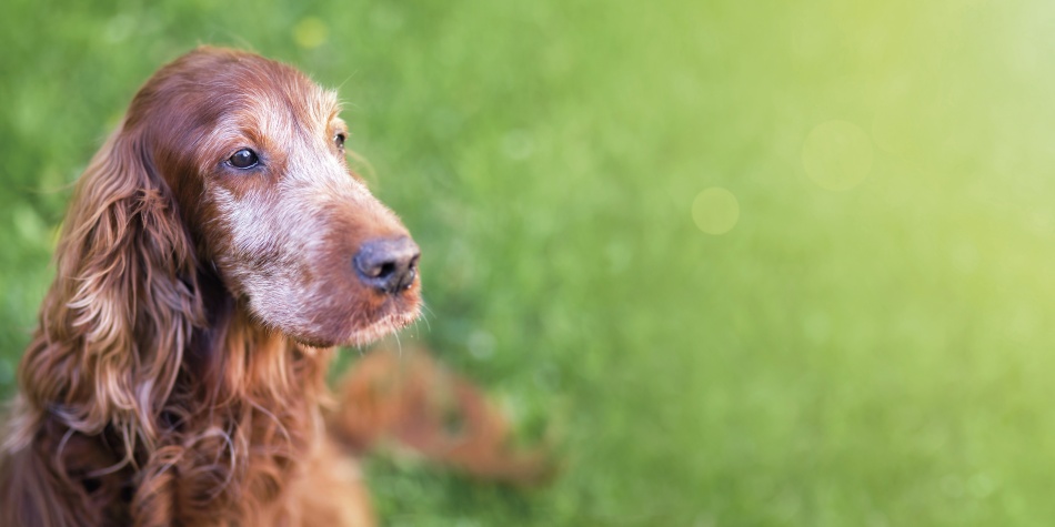 Alimentación, clave para el buen envejecimiento de nuestros perros