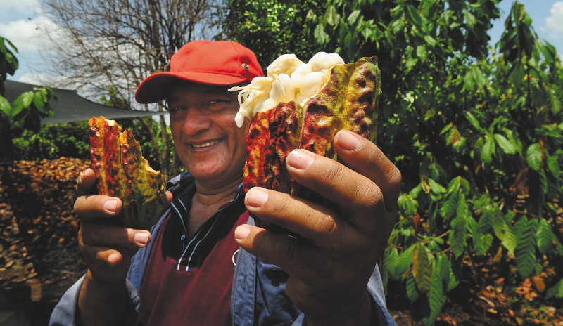 Cacao y caucho, las apuestas agrícolas con las que resiste el Sur de Córdoba