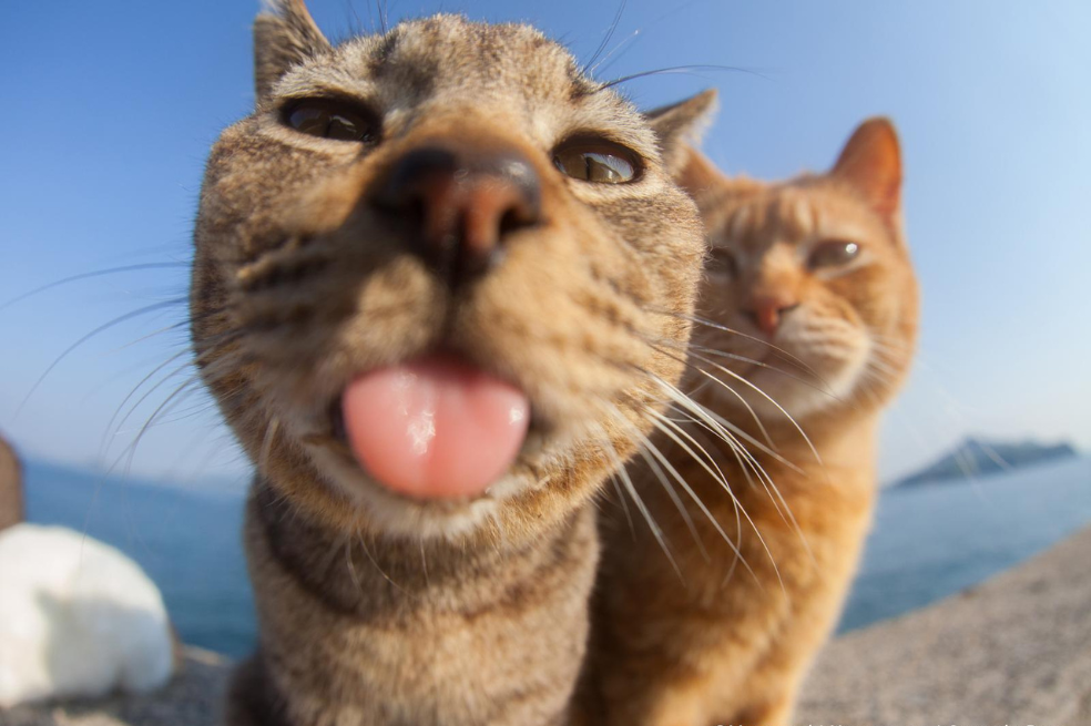 Comedy Pet Photo Awards.
