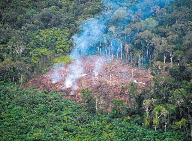 Hay alertas por la deforestación en la Amazonía.