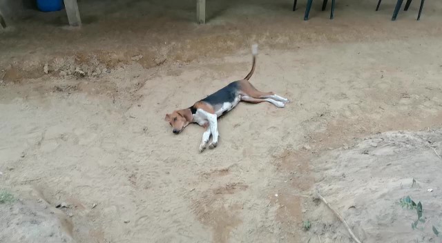 Alias Otoniel contaba con la compañía de tres perros “chapolo” o sabueso con los cuales, según la Policía Nacional, detectaba los acercamientos de la Fuerza Pública. La vivienda queda en Turbo, lugar de nacimiento del líder del clan. Tiene seis condenas en firme en Colombia.