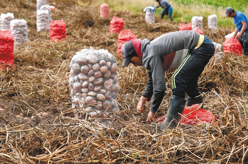 Un año de dinamismo para el agro: el presente y futuro del crecimiento económico
