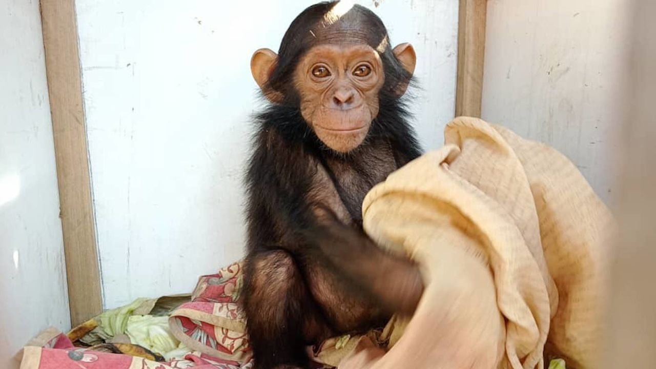 Tres chimpancés ‘bebés’ fueron secuestrados de un santuario en África