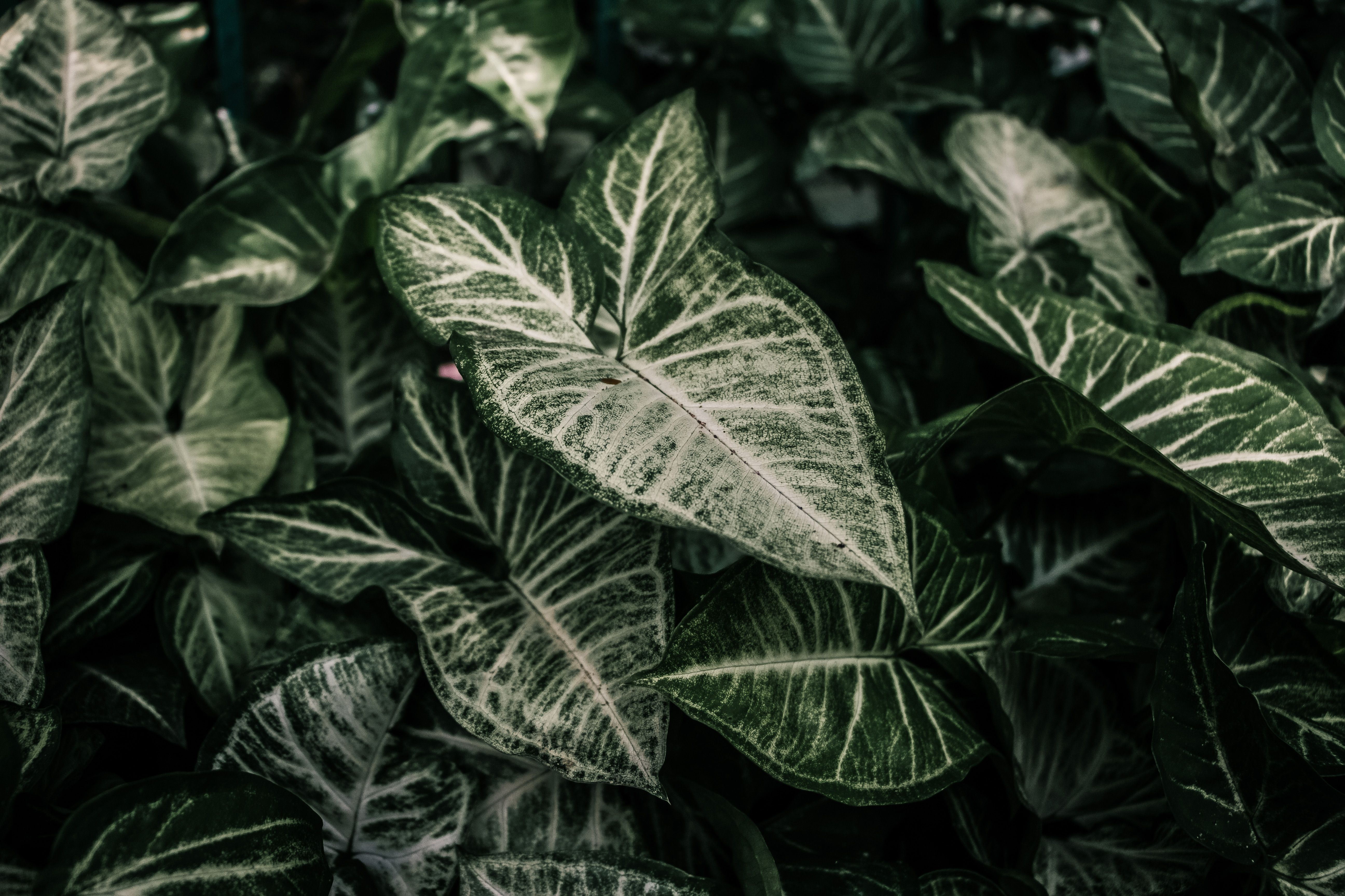 Singonio (Syngonium): Es una planta muy adaptable que se ajusta fácilmente a diferentes condiciones de luz y espacio, lo que la convierte en una excelente opción para principiantes. Crece muy bien en interiores, aporta frescura a los ambientes y puede utilizarse tanto en macetas como en jardines verticales gracias a su versatilidad y rápido desarrollo.