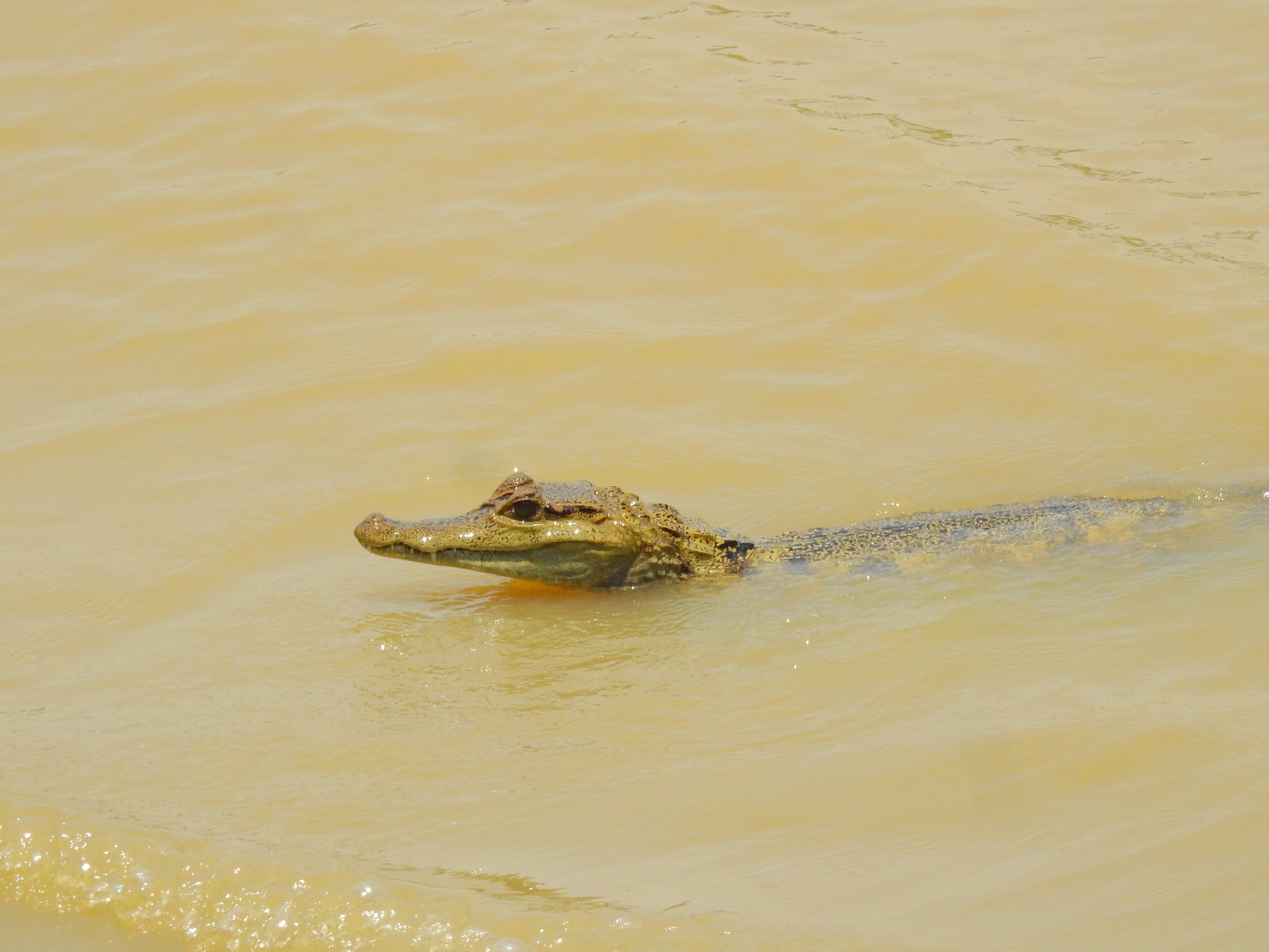 Desde la reserva recomiendan visitar el territorio con tiempo suficiente para disfrutar la experiencia completa y prepararse para un entorno de naturaleza profunda, donde el clima, las lluvias y las dinámicas del ecosistema hacen parte del viaje.