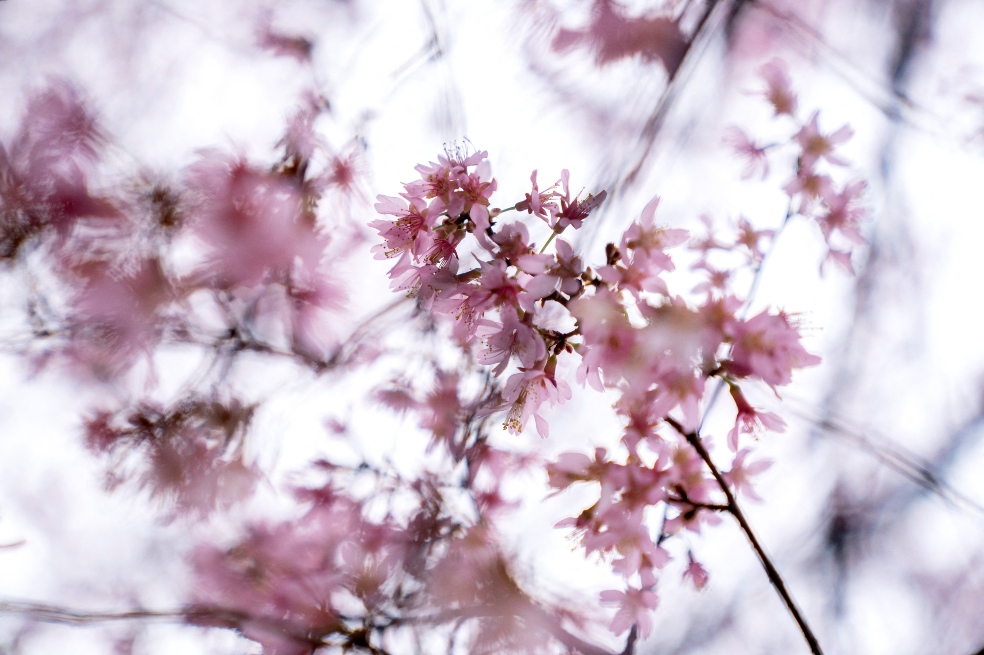 La primavera se anticipó en varias zonas de EE. UU. por cuenta del cambio climático
