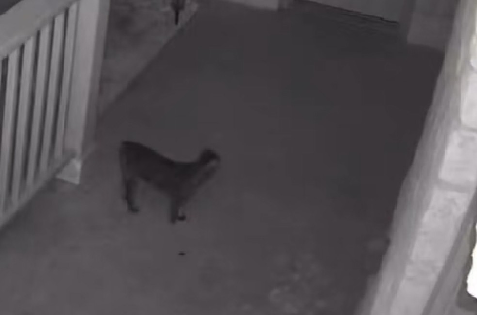 En video: gata pasó toda la noche en la cuna de una niña y esto fue lo que hizo
