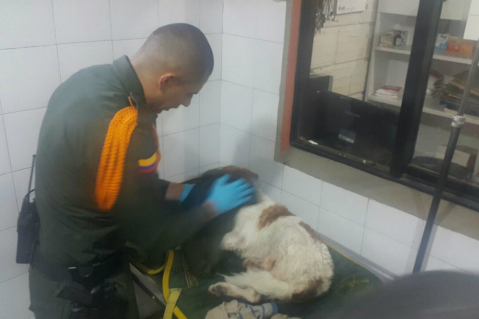El increíble rescate de un perro abandonado en un caño de Medellín