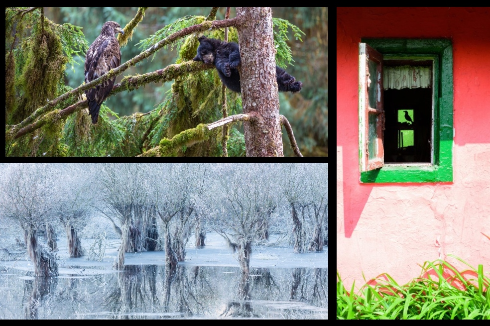 Estas son las imágenes finalistas del Fotógrafo de Vida Silvestre del Año 2021