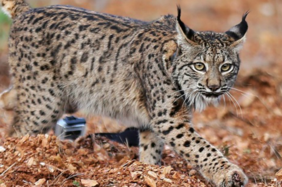 Por el grave incendio en Algarve, el Lince Ibérico portugués está en riesgo