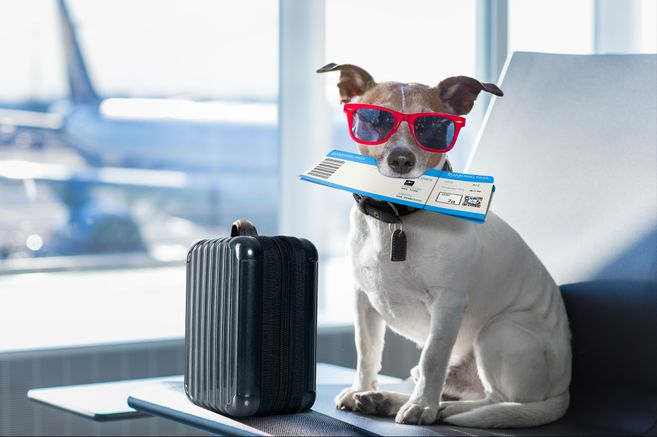 ¿Cómo viajar con sus mascotas de vacaciones? Estos son algunos consejos