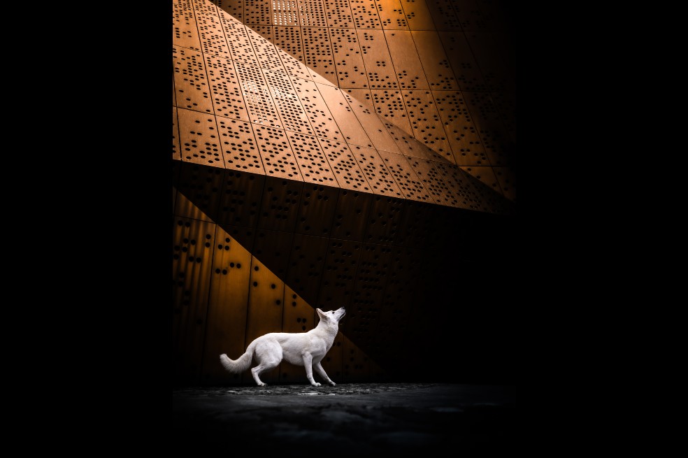 Rhea Nellen se llevó el primer lugar en la categoría retrato con la foto de su perrito Kooki. “Al principio dejamos que Kooki se quedara de pie frente al museo, pero él quería jugar. Entonces su mamá lanzó el frisbee al aire y logré capturar esta pose”, dijo.