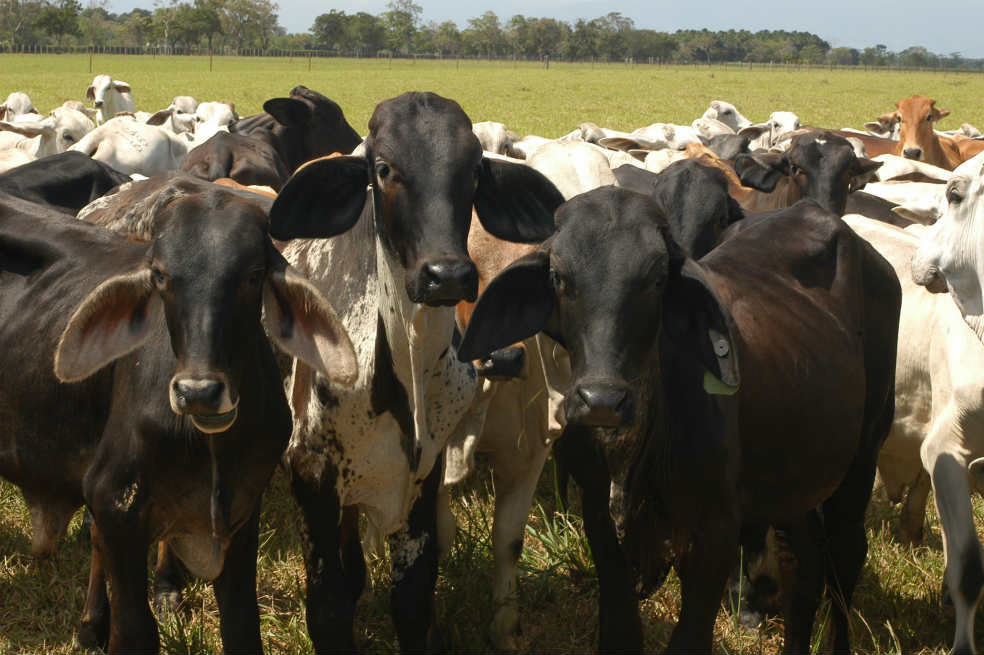 Agricultura y ganadería, las actividades primarias que más contaminan la tierra