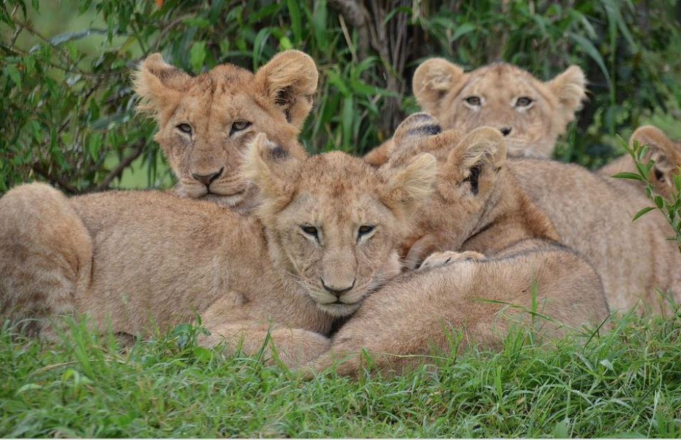 Zoológico sueco sacrifica 9 cachorros de león por falta de espacio