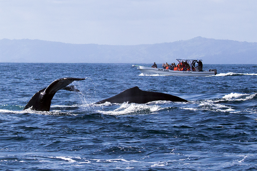 Luego de seis años, se avistó un grupo de ballenas en las costas catalanas