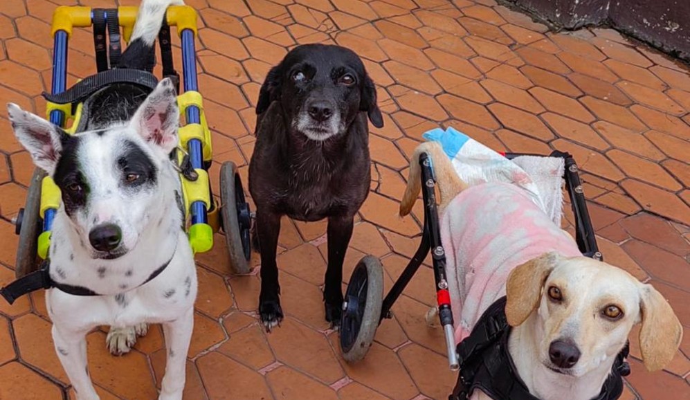 Doggy in Home, una fundación en Bogotá que se niega a dejar atrás a los animales con más necesidades, los que casi nadie adopta.