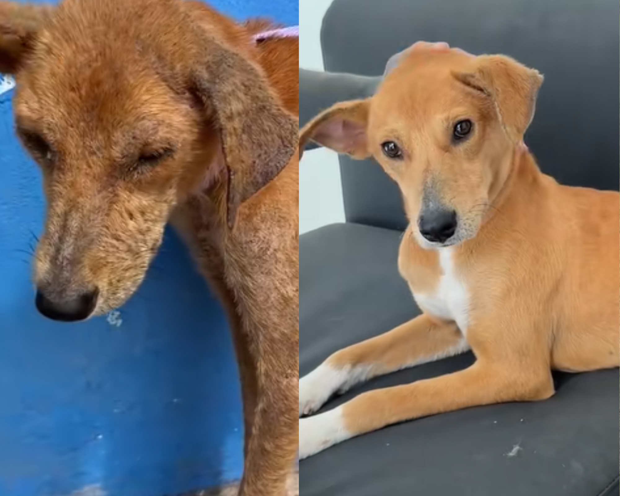 La increíble transformación de Amazonas, el perro callejero adoptado por Yeferson Cossio