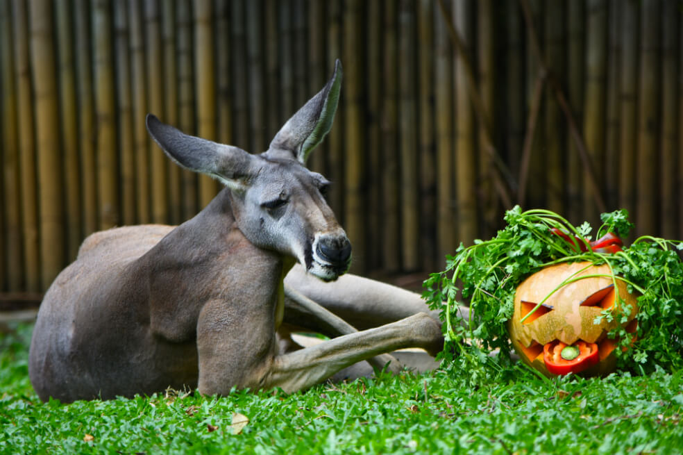 Halloween para todos: así fue el día de las brujas para los animales del zoológico de Cali