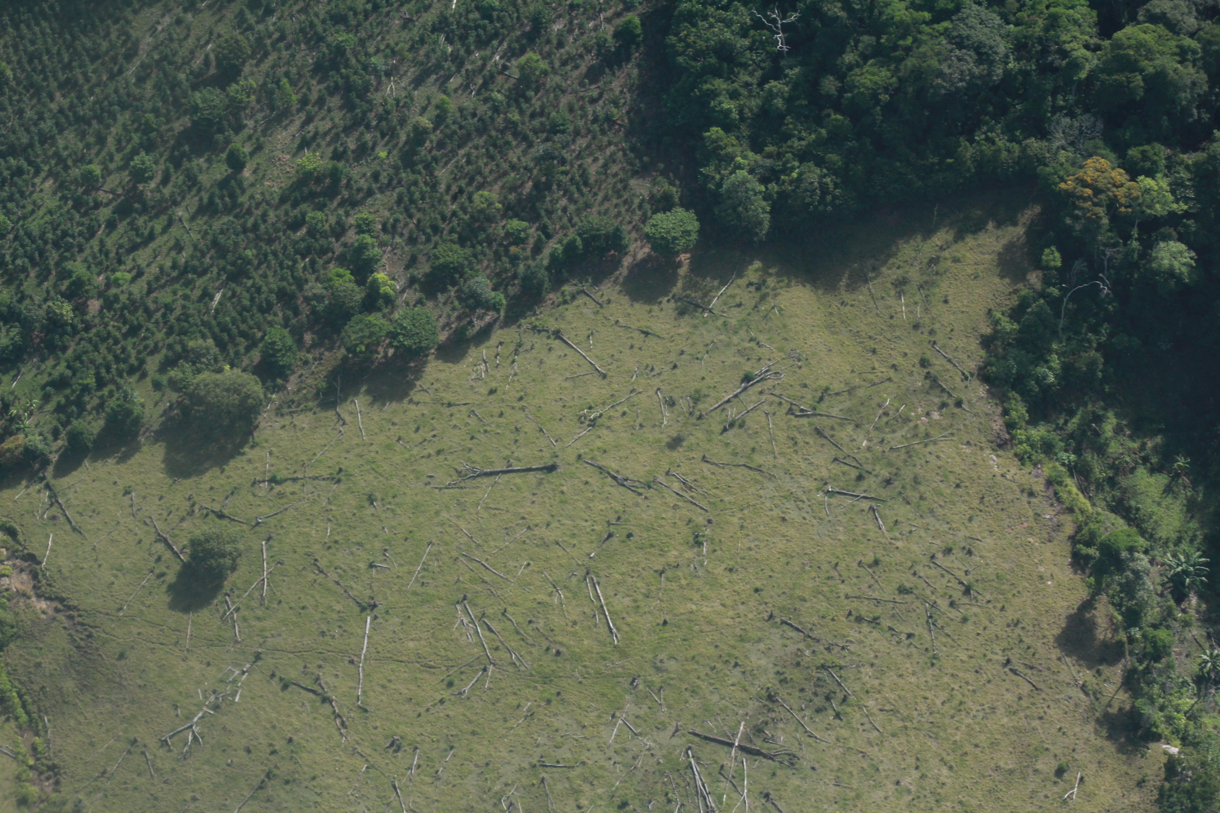Deforestación en la Amazonía colombiana creció 16 % en el tercer trimestre de 2025