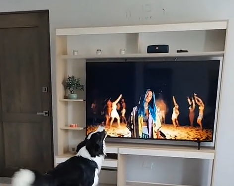 Perro es fanático de Karol G y sus dueños quieren que la cantante lo conozca