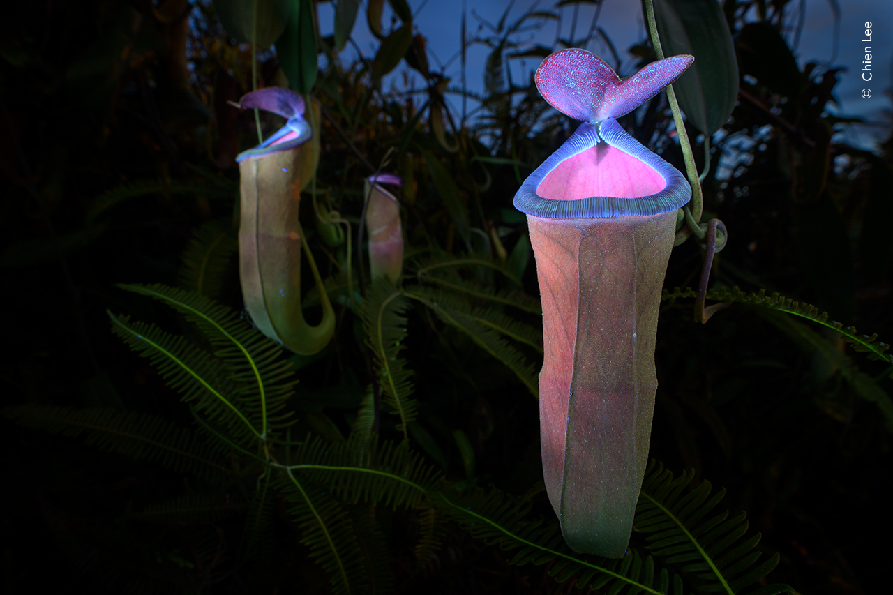 Ganador: Plantas y hongos

Chien Lee (Malasia) utiliza una linterna UV para revelar el mundo fluorescente de una planta carnívora que atrae a los insectos.

Los insectos pueden ver la luz ultravioleta (UV), pero los humanos no, por lo que Chien utilizó una exposición prolongada y una linterna UV. Esperó hasta después del atardecer y solo dispuso de cinco minutos antes de que la luz ambiental que iluminaba el fondo desapareciera por completo.