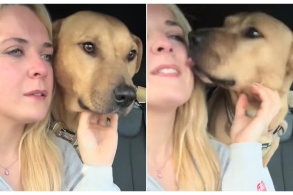 Perro rescatado intenta animar a su cuidadora sin saber que él es la razón de sus lágrimas