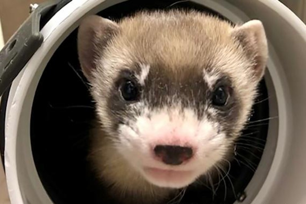 Clonan a hurón de patas negras, una especie en peligro de extinción
