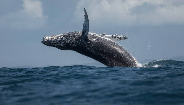 La particular estrategia de las ballenas barbadas para no ser atacadas por orcas