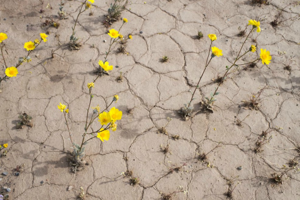Los termómetros subieron a 54,4°C en el Valle de la Muerte, California