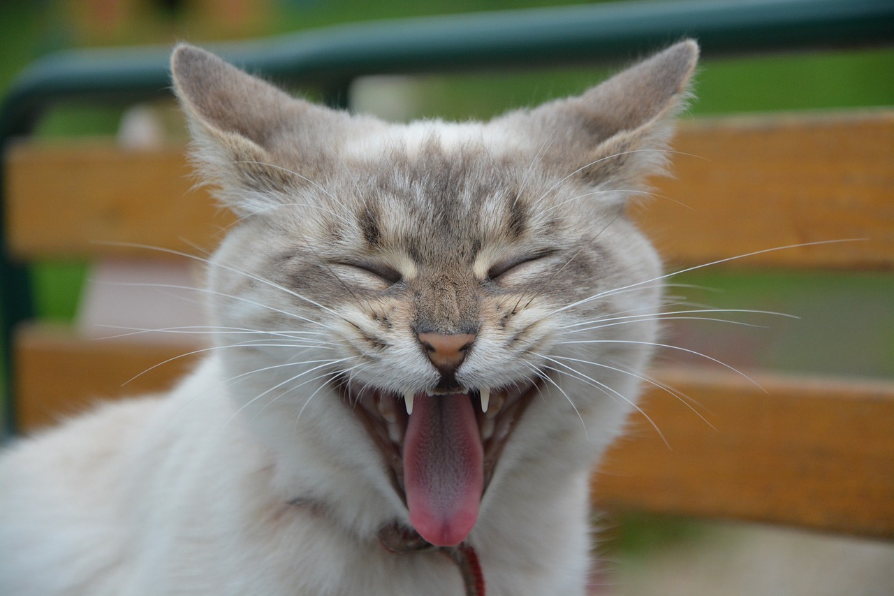 Cosas que hace un gato cuando está perdido