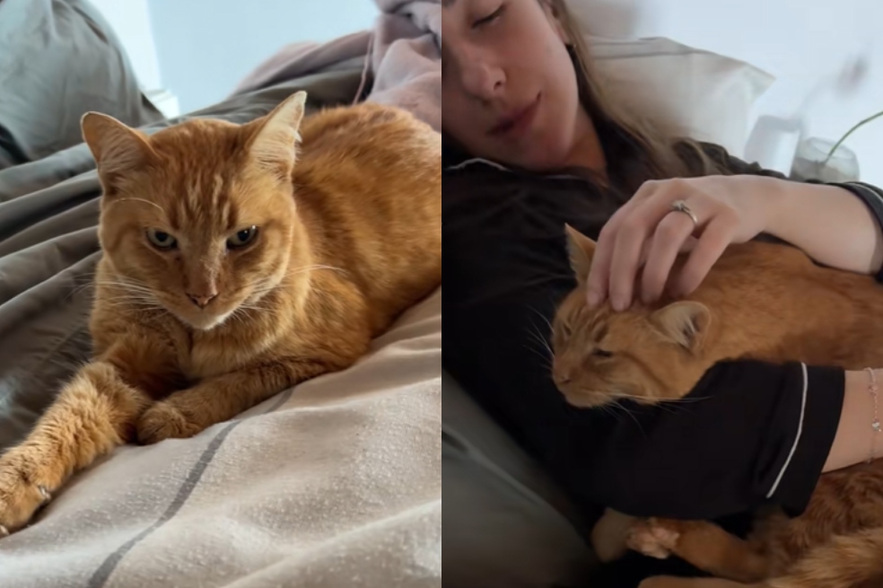 Graba el último día con su gato antes de aplicarle la eutanasia: “no fue fácil”