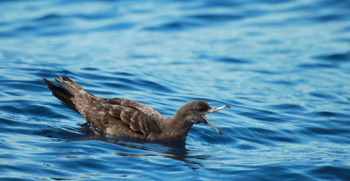 Descubren en aves una nueva enfermedad causada por plásticos