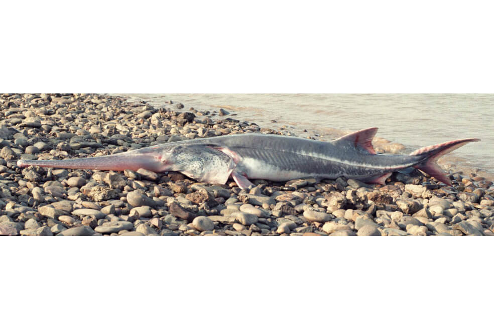 El pez remo gigante chino puede medir hasta siete metros de largo. Esta especie vivía en el río Yangtsé, el tercer más largo del mundo.  / Revista Science 