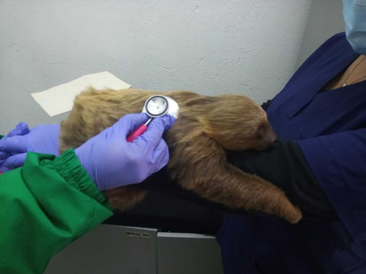 Rescatan a perezoso que fue abandonado en un bus intermunicipal en Bogotá