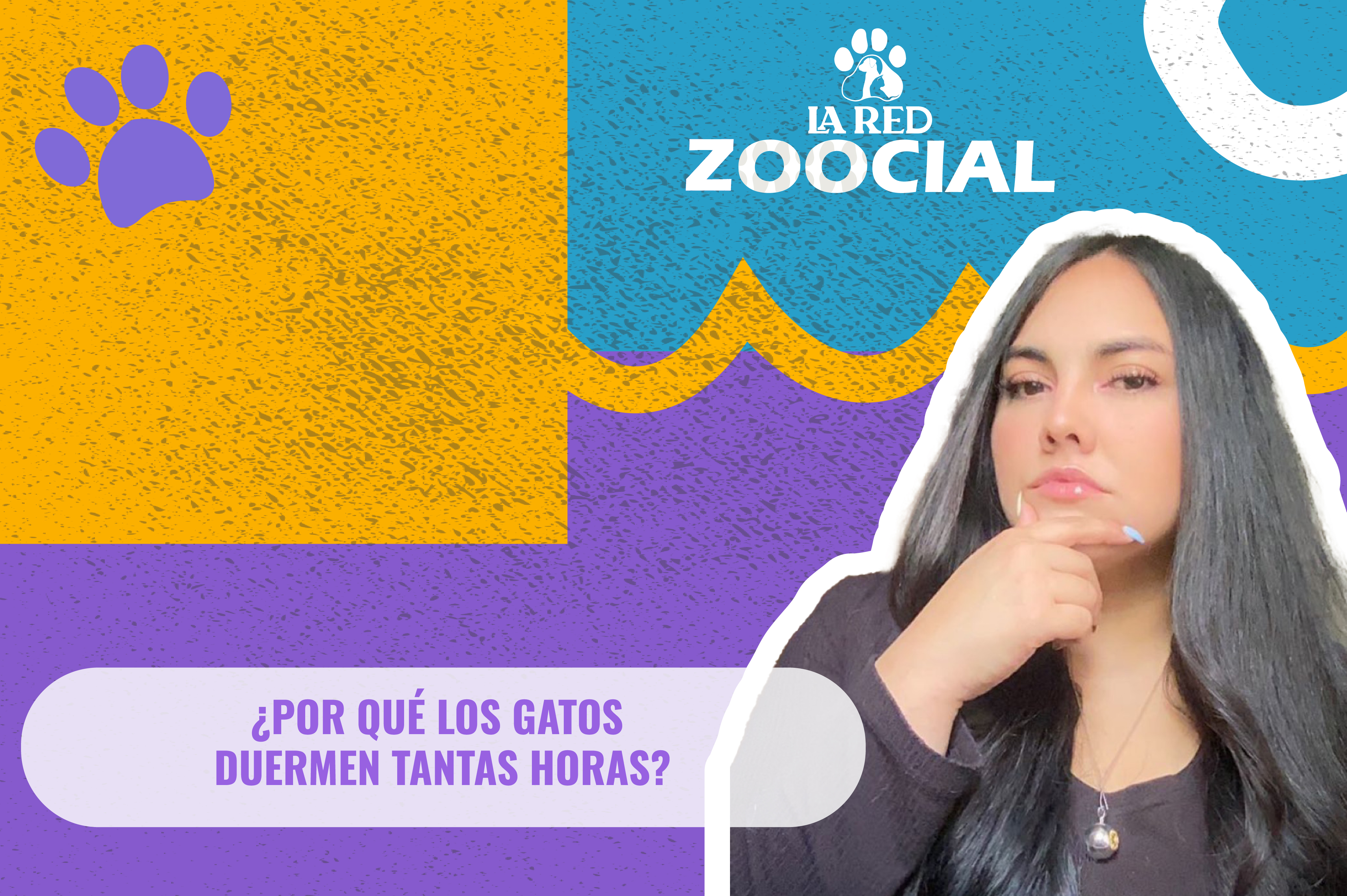 (VIDEO) ¿Por qué los gatos duermen tantas horas?