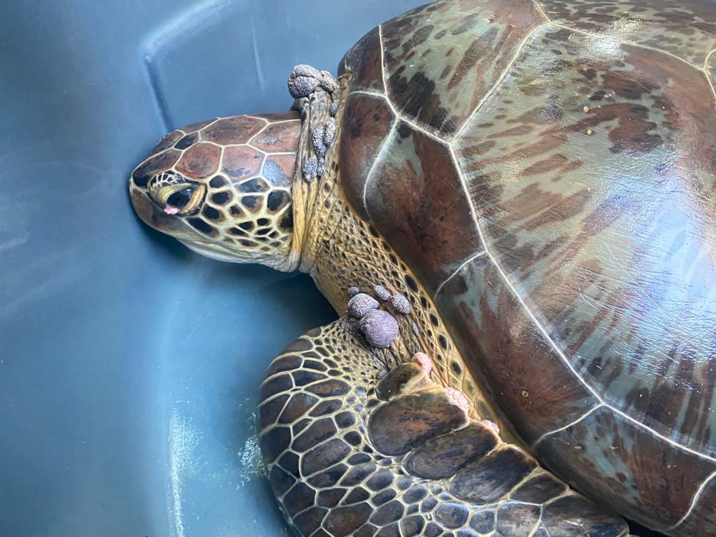 El virus del fibropapiloma que está afectando a algunas tortugas en Colombia
