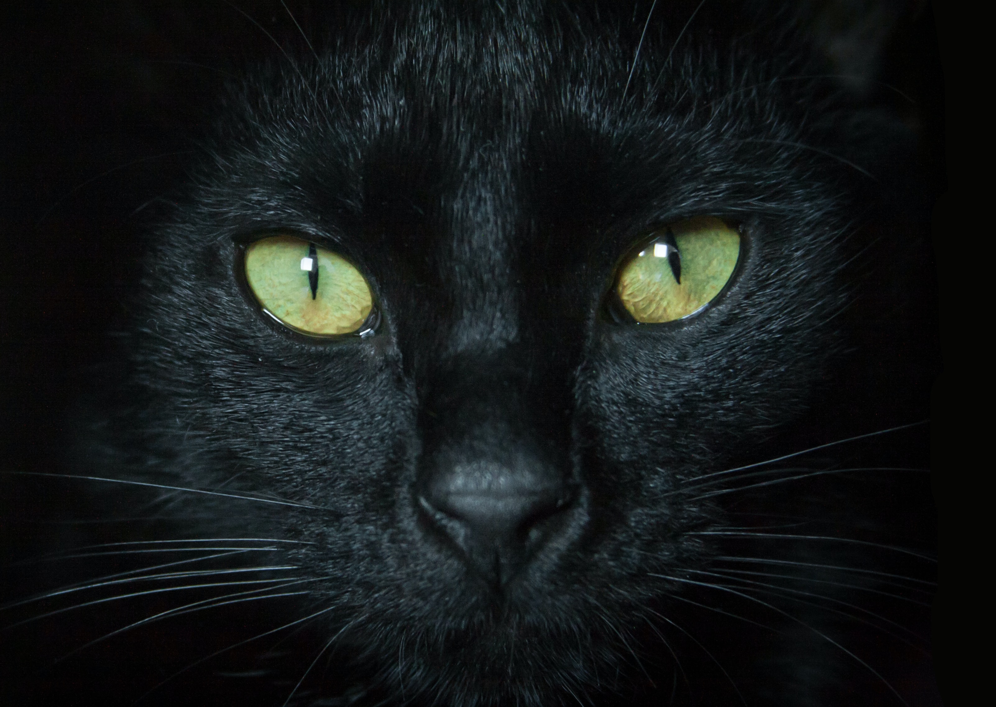 ¿Por qué adoptar un gato negro es una buena idea?