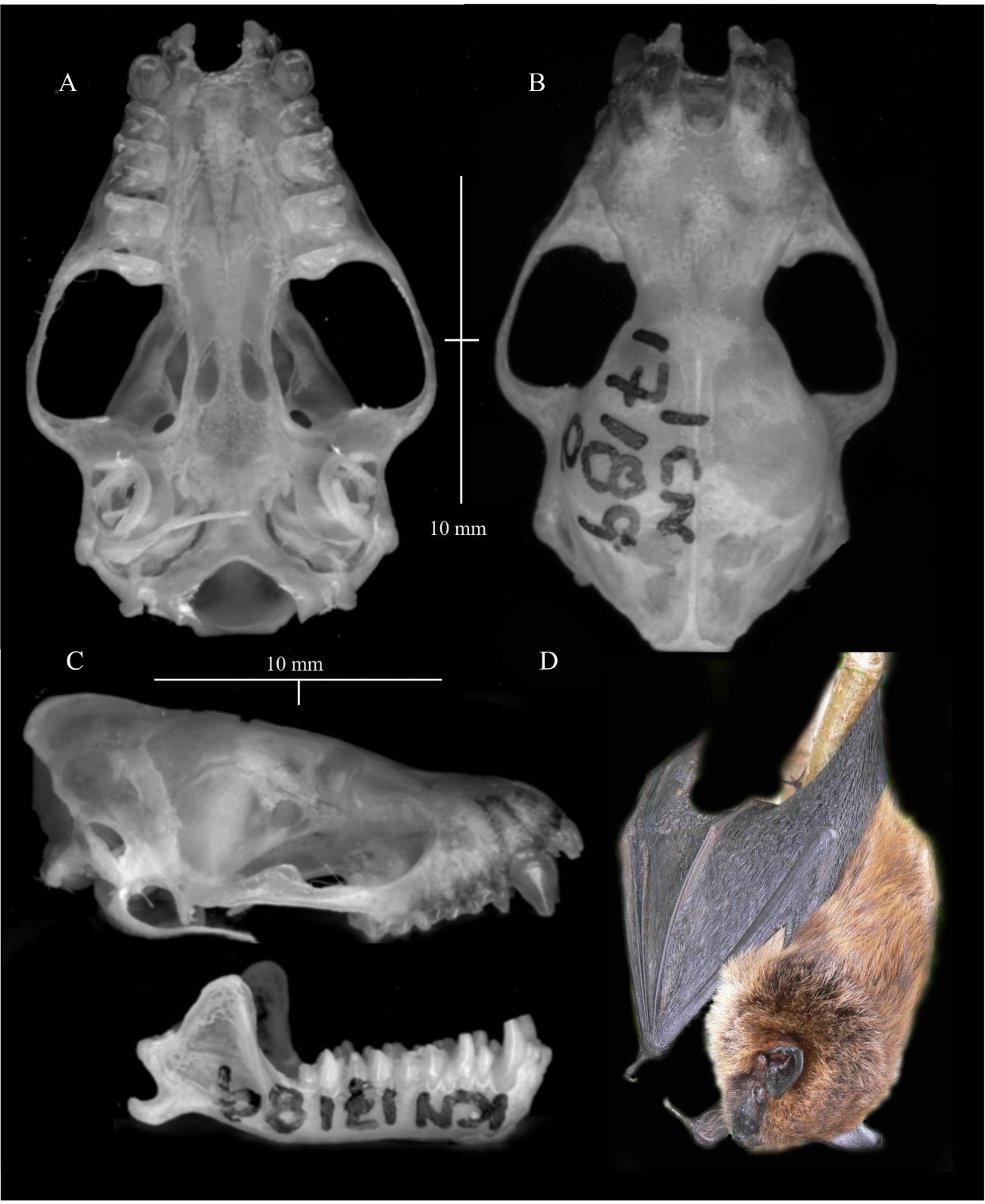 Detalles del cráneo de Eptesicus miradorensis.