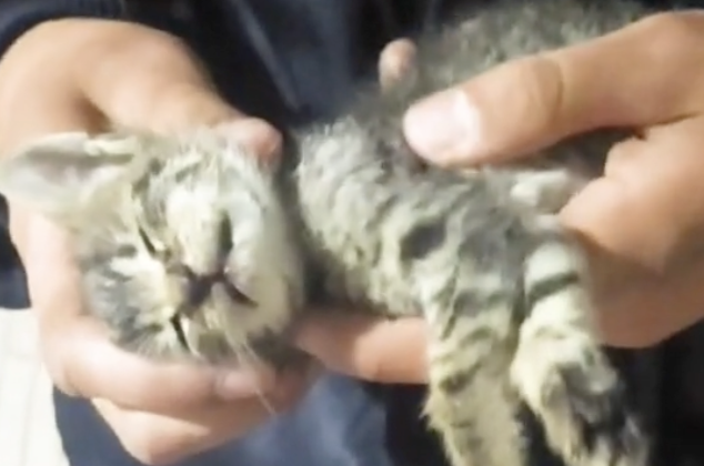 Milagro: en video quedó registrado cómo un gato sobrevivió tras caer de un edificio