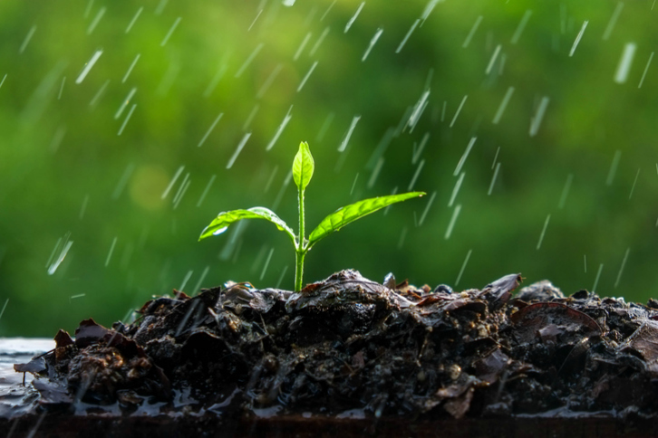 Para los amantes de la jardinería y la agricultura, aprovechar el agua de lluvia no solo es una opción sostenible, sino también una manera de garantizar plantas más sanas y vigorosas.