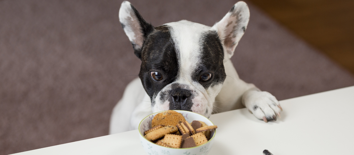 ¿Qué alimentos no se le puede dar a un perro?