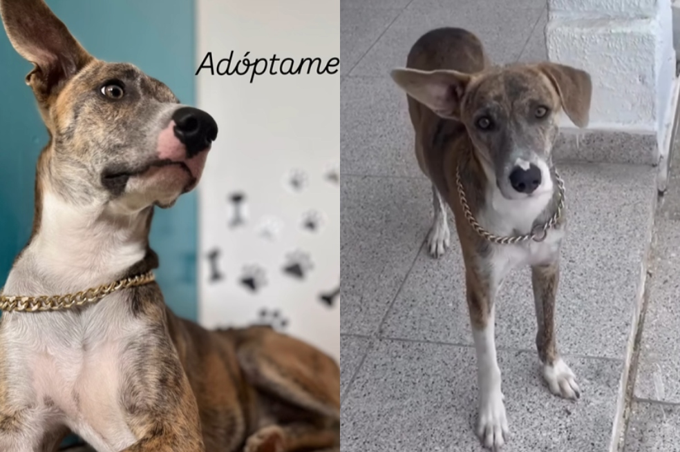 Leo fue rescatado de una alcantarilla con tan solo dos meses de edad. Se entrega esterilizado, vacunado y desparasitado.