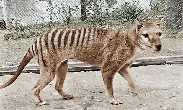 ¿Desextinción? El plan multimillonario para ‘resucitar’ al tigre de Tasmania