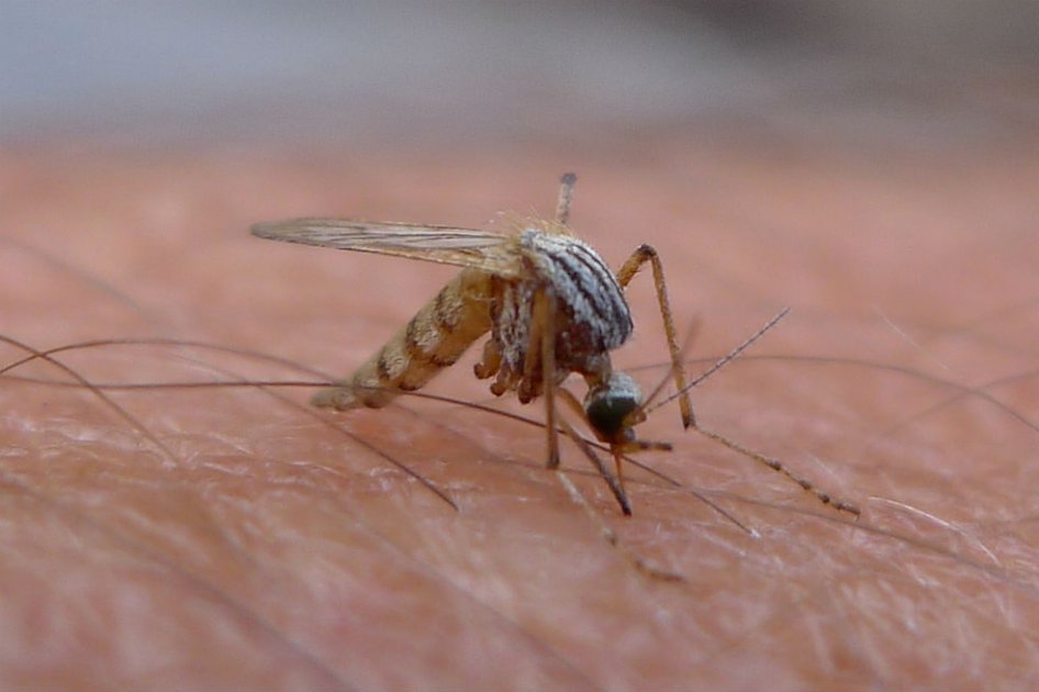 Bacteria podría controlar transmisión de la malaria en los mosquitos