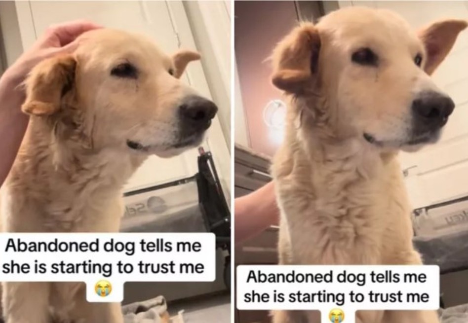 El momento en que una perrita maltratada aprende a confiar en su nueva familia