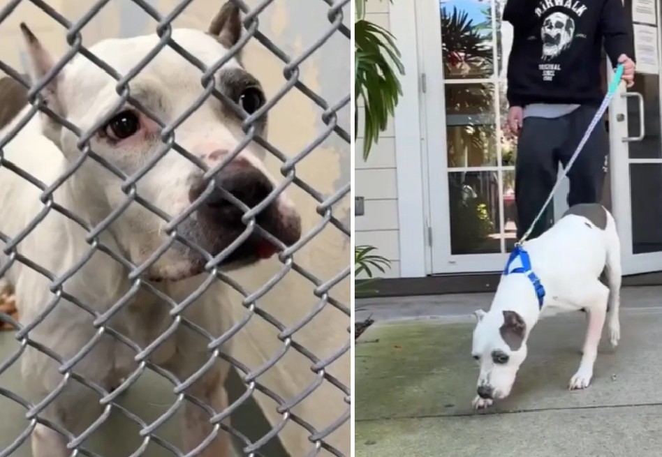 Mamay regresó a su familia luego de dos años gracias a un microchip: esta es la historia