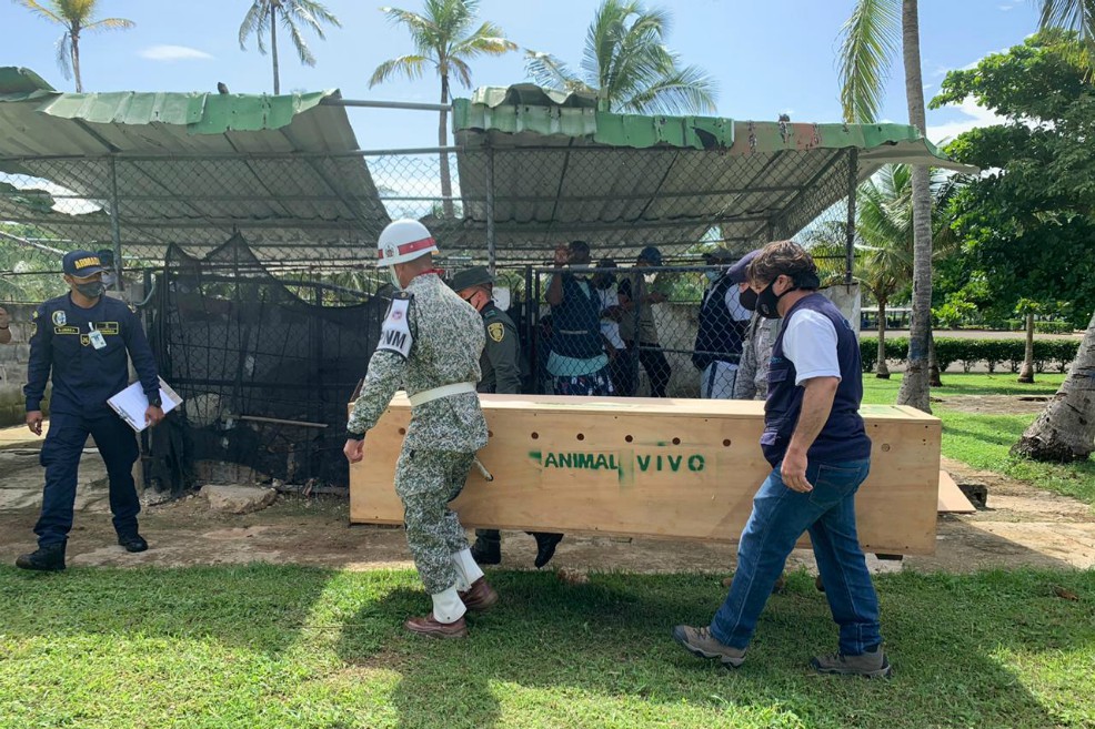 Trasteo de un caimán desde San Andrés hasta el Magdalena